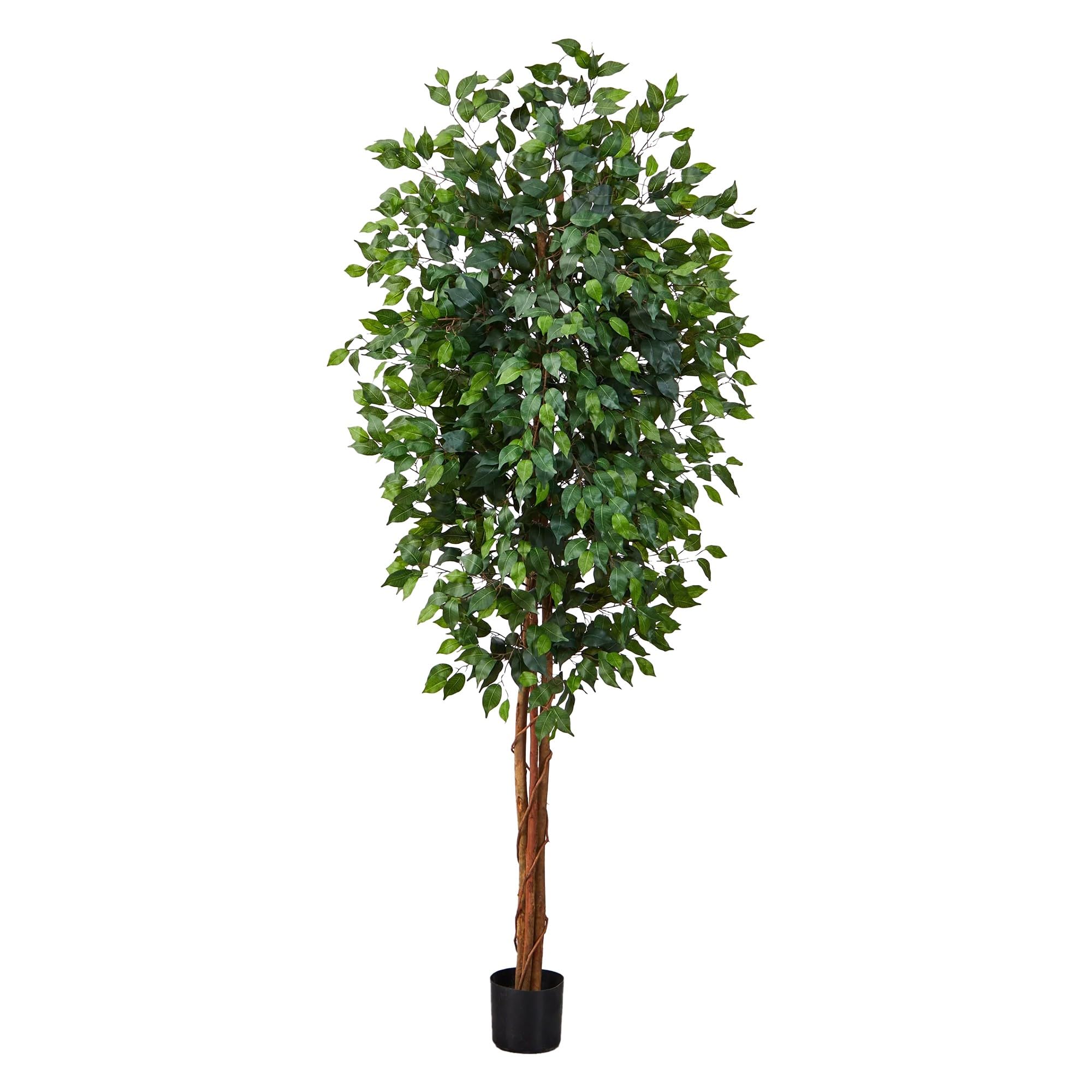 7 Ficus Silk Tree