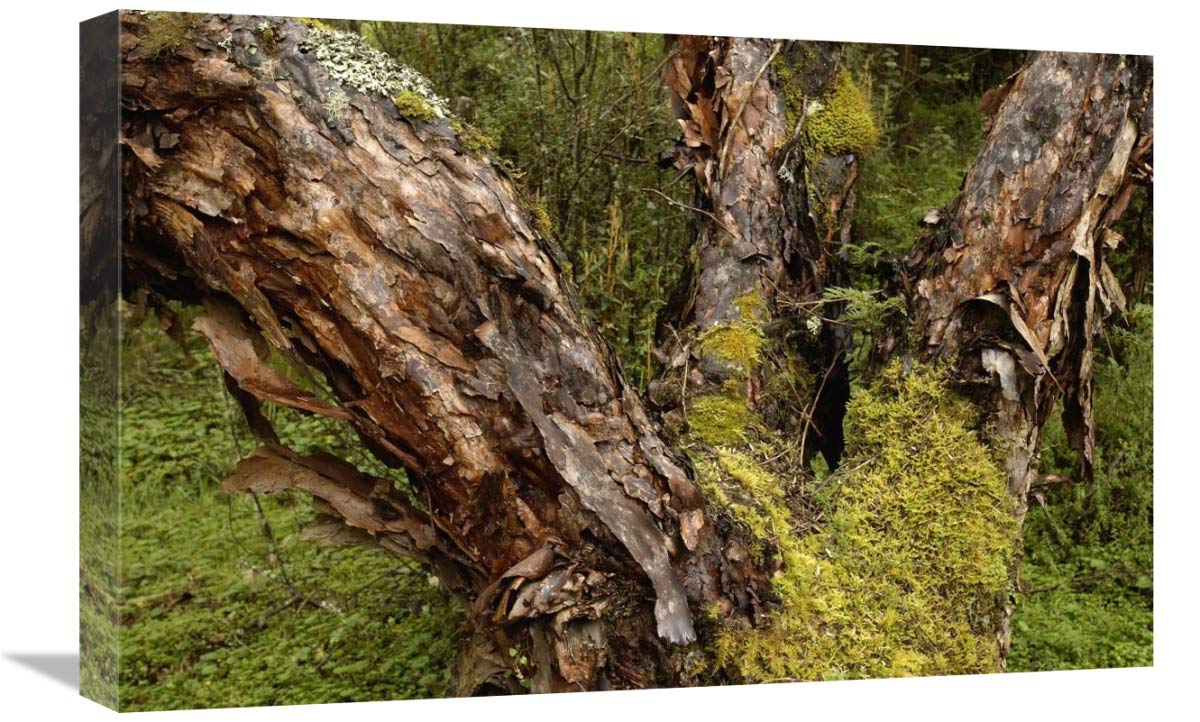 Polylepis forest, El Angel Reserve, Andes Mountains, Ecuador-Canvas Art-24x16”