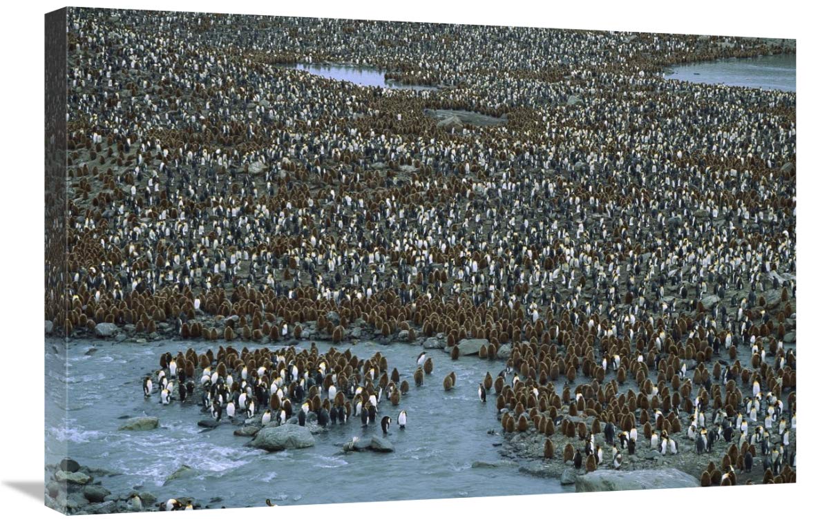 King Penguin nesting colony, St Andrews Bay, South Georgia Island-Canvas Art-30x20”