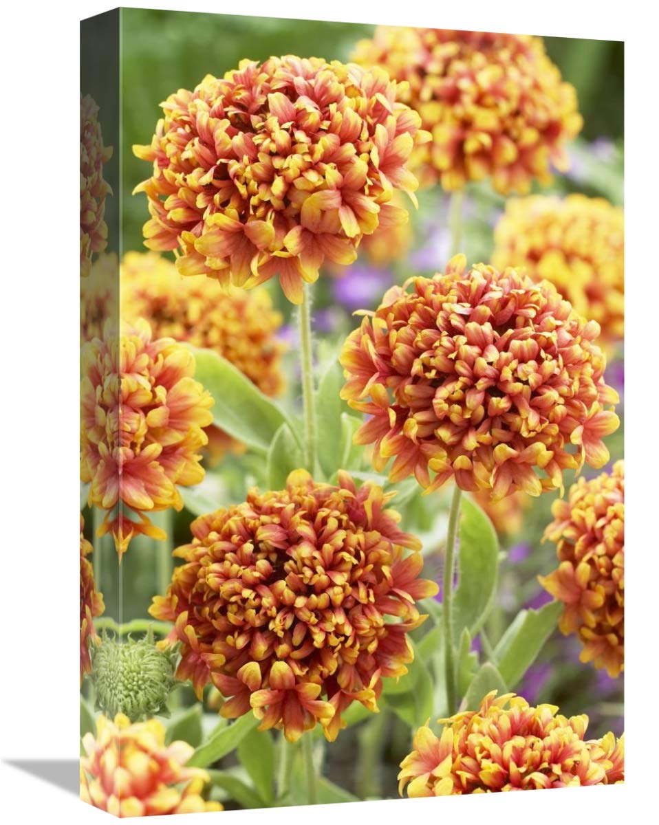 Blanketflower dakota reveille variety flowers-Canvas Art-12x18″