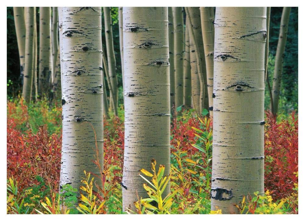 Aspen trunks, Colorado-Paper Art-46x33.24”