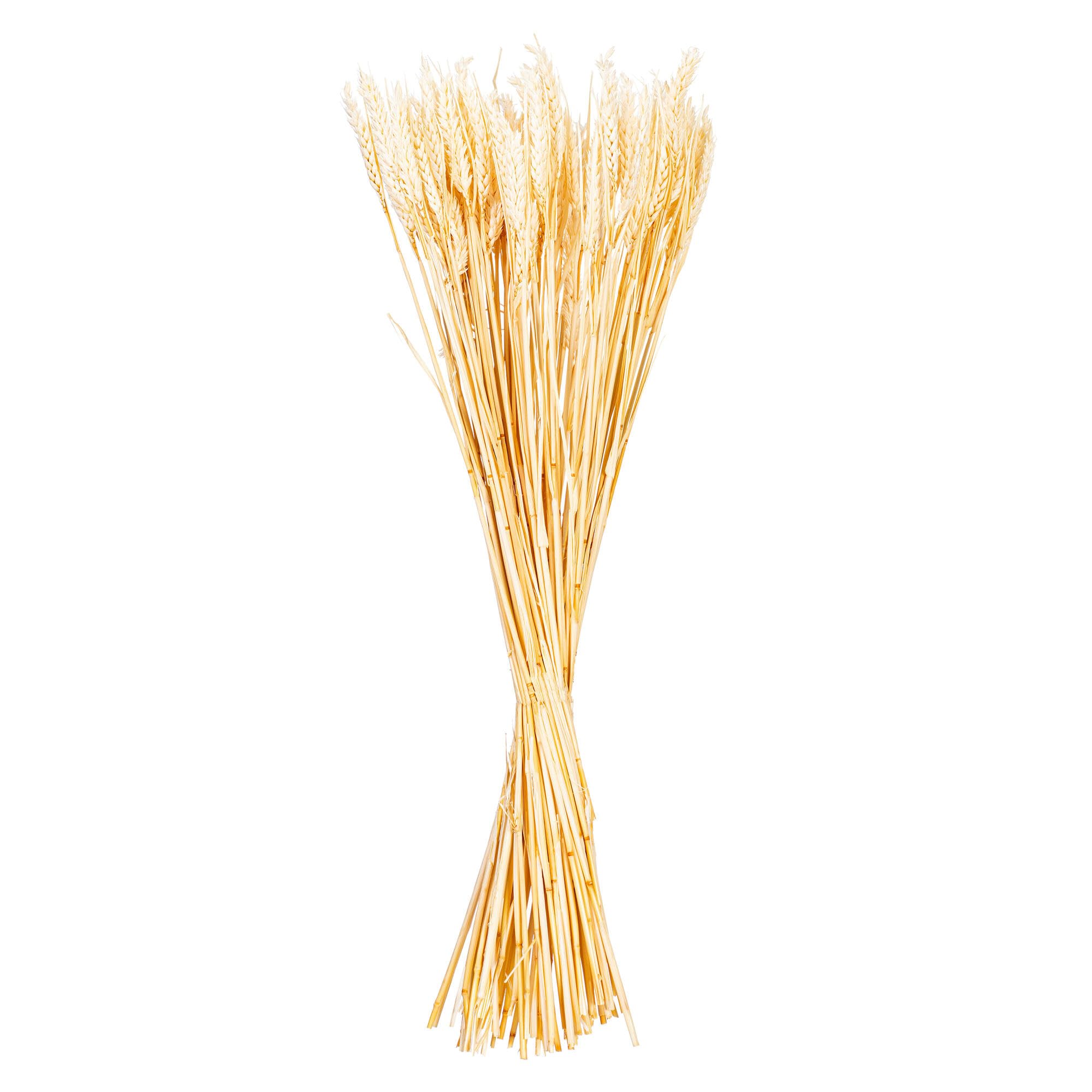 Casafoyer 26” Bleached Wheat Tarwe Triticum 3.5 oz - (Pack Of 2)