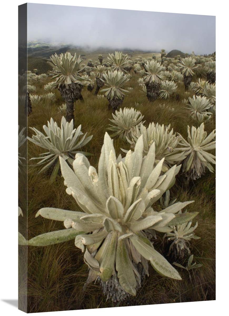 Paramo Flower, El Angel Reserve, northeastern Ecuador-Canvas Art-20x30”