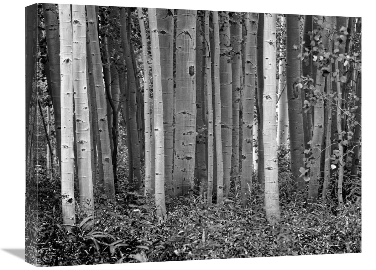 Aspen trees and Fireweed, Collegiate Peaks Wilderness Area, Colorado - BW-Canvas Art-24x18”