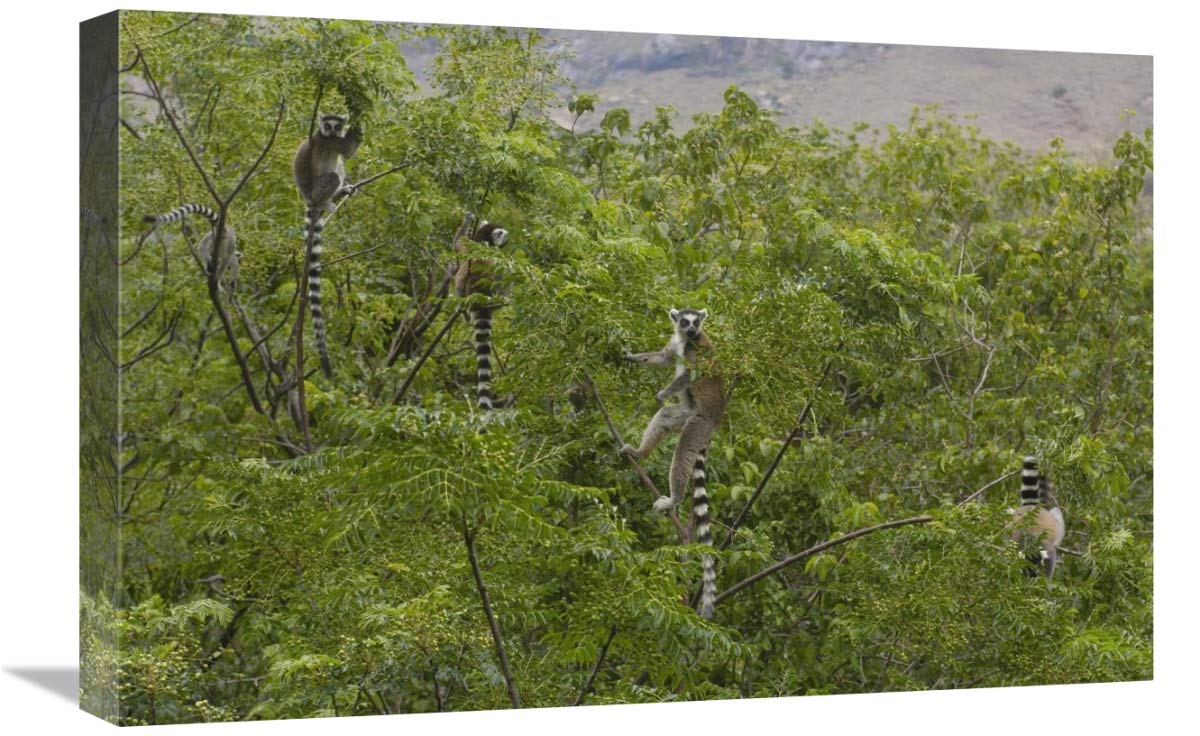 Ring-tailed Lemurs in trees near Andringitra Mountains, Madagascar-Canvas Art-24x16”