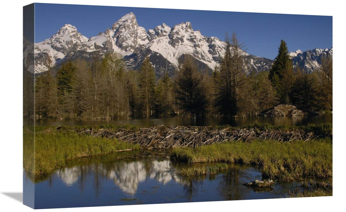 American Beaver pond with dam and lodge, Grand Teton NP, Wyoming-Canvas Art-24x16”
