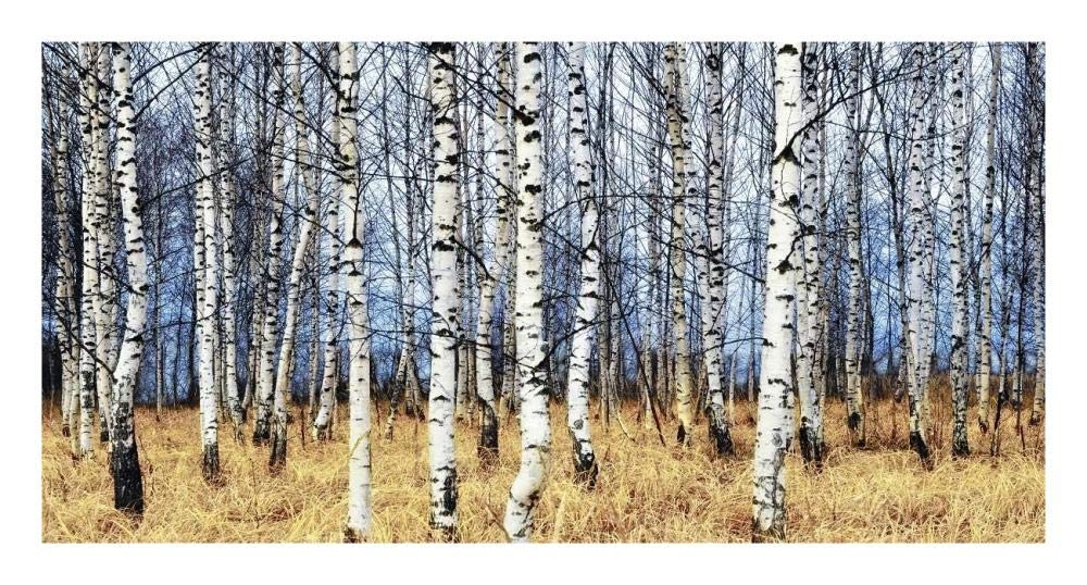 Birch grove in autumn-Paper Art-26x14”