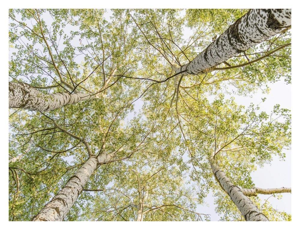 Birch woods in spring-Paper Art-18x14”