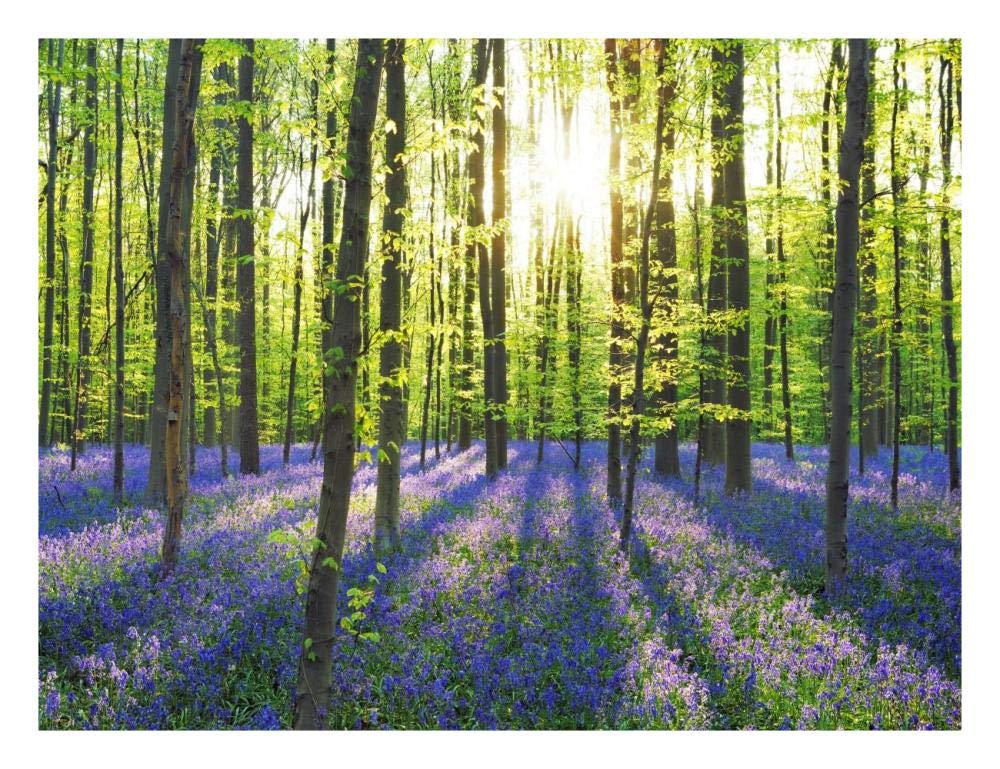 Beech forest with bluebells, Belgium-Paper Art-26x20”