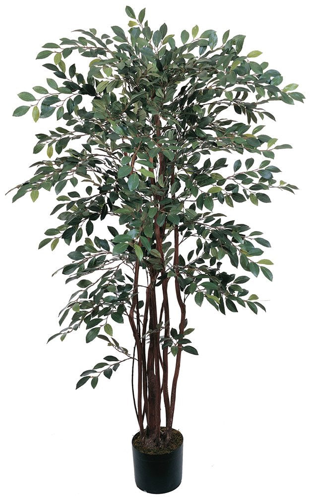 4 Ruscus Silk Tree