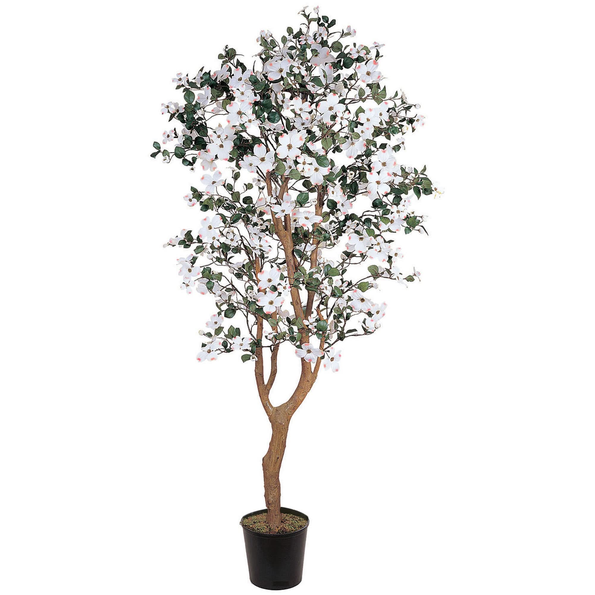 5 Dogwood Silk Tree