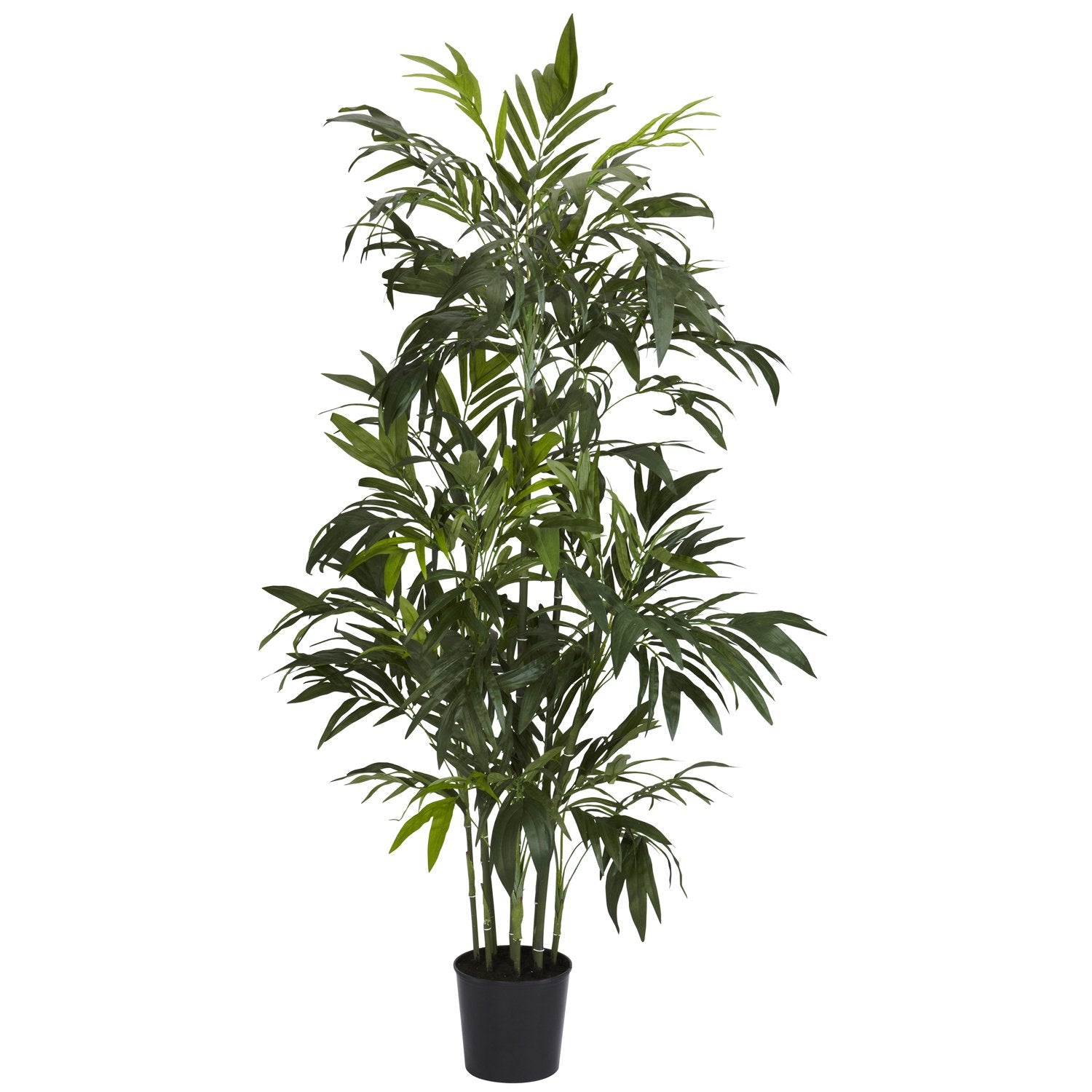 6 Bamboo Palm Silk Tree