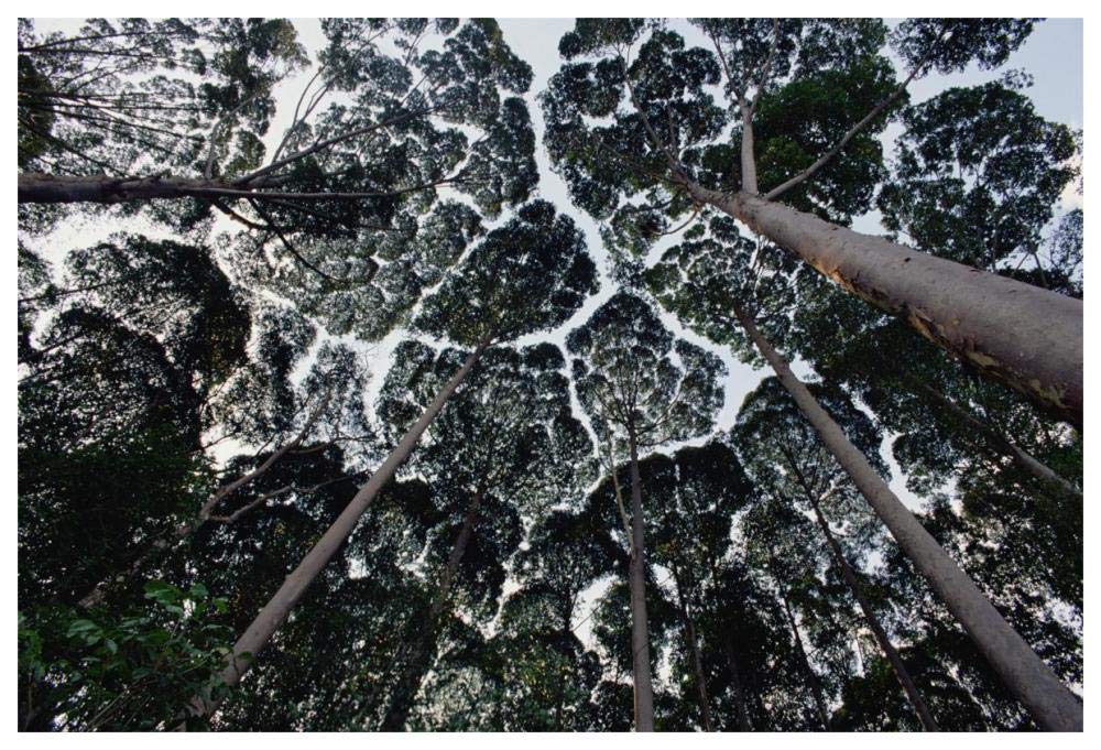 Kapur trees showing crown shyness, Malaysia-Paper Art-62x42”