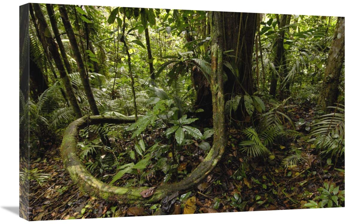 Vines in tropical rainforest understory, Yasuni National Park, Amazonia, Ecuador-Canvas Art-30x20”