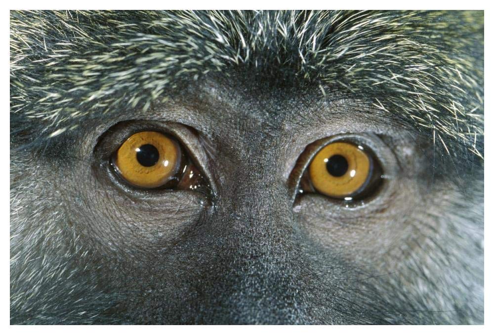 Allens Swamp Monkey detail of eyes, native to Africa-Paper Art-50x34”