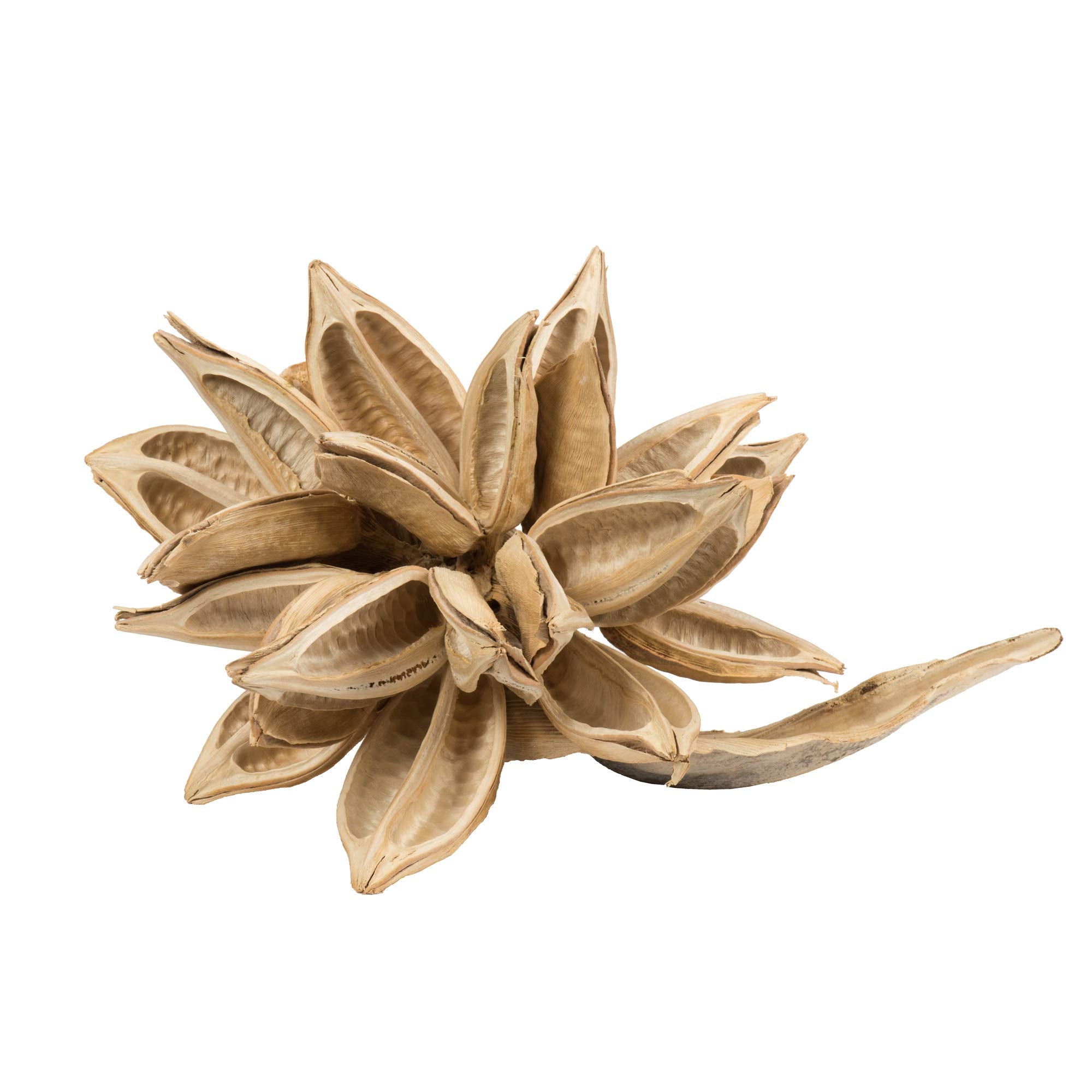 Casafoyer 12-16” Bleached Star Pod - 1Pc - (Pack Of 2)