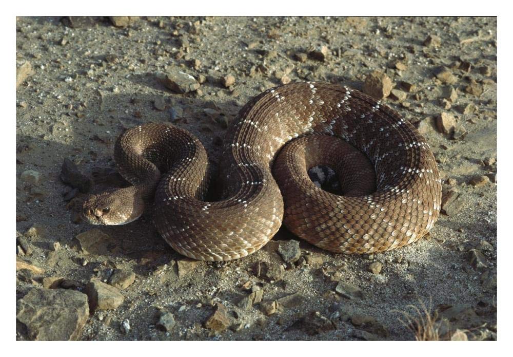 Red Rattlesnake, Baja California, Mexico-Paper Art-32x22”