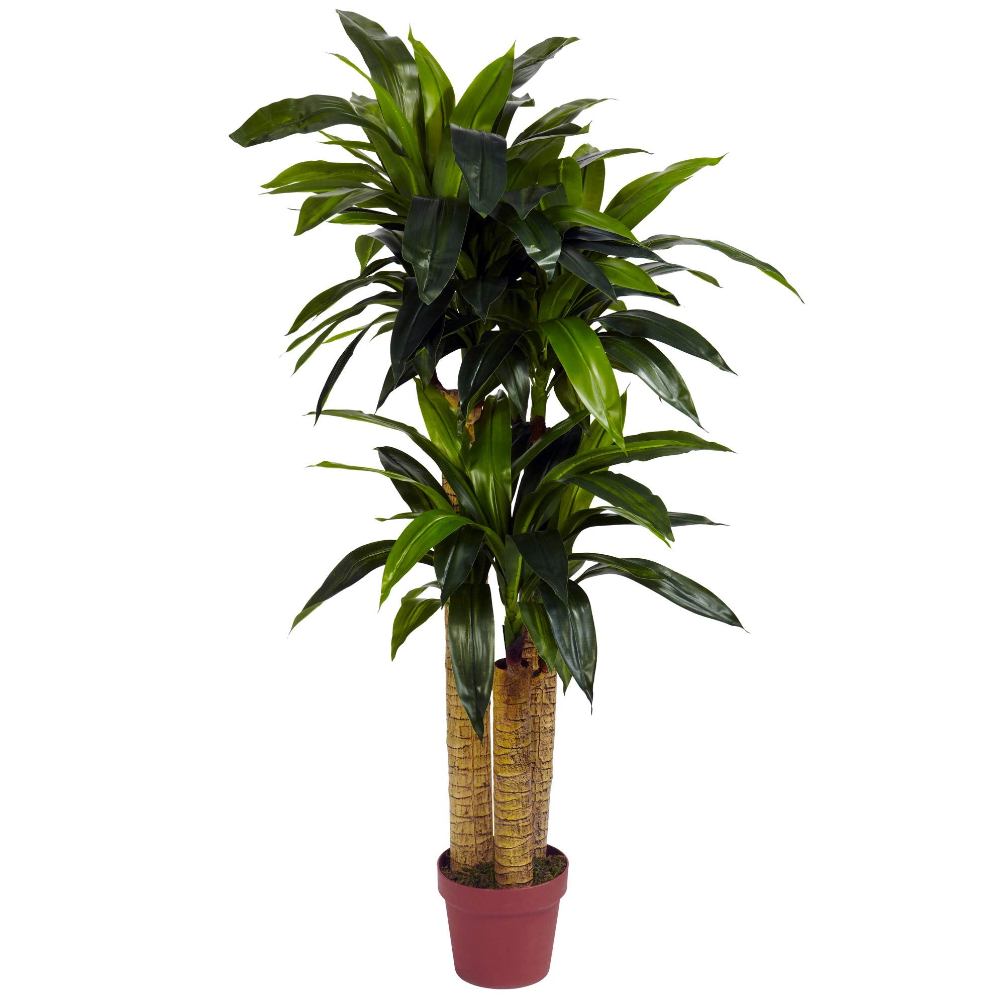 4 Corn Stalk Dracaena Silk Plant (Real Touch)