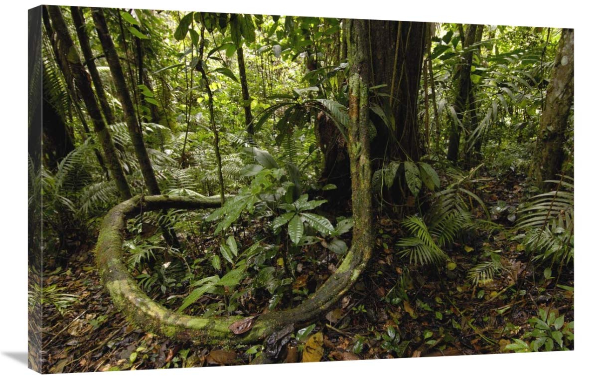 Vines in tropical rainforest understory, Yasuni National Park, Amazonia, Ecuador-Canvas Art-36x24”
