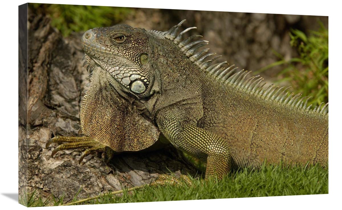 Green Iguana side view, Seminario Park, Guayaquil, Ecuador-Canvas Art-30x20”