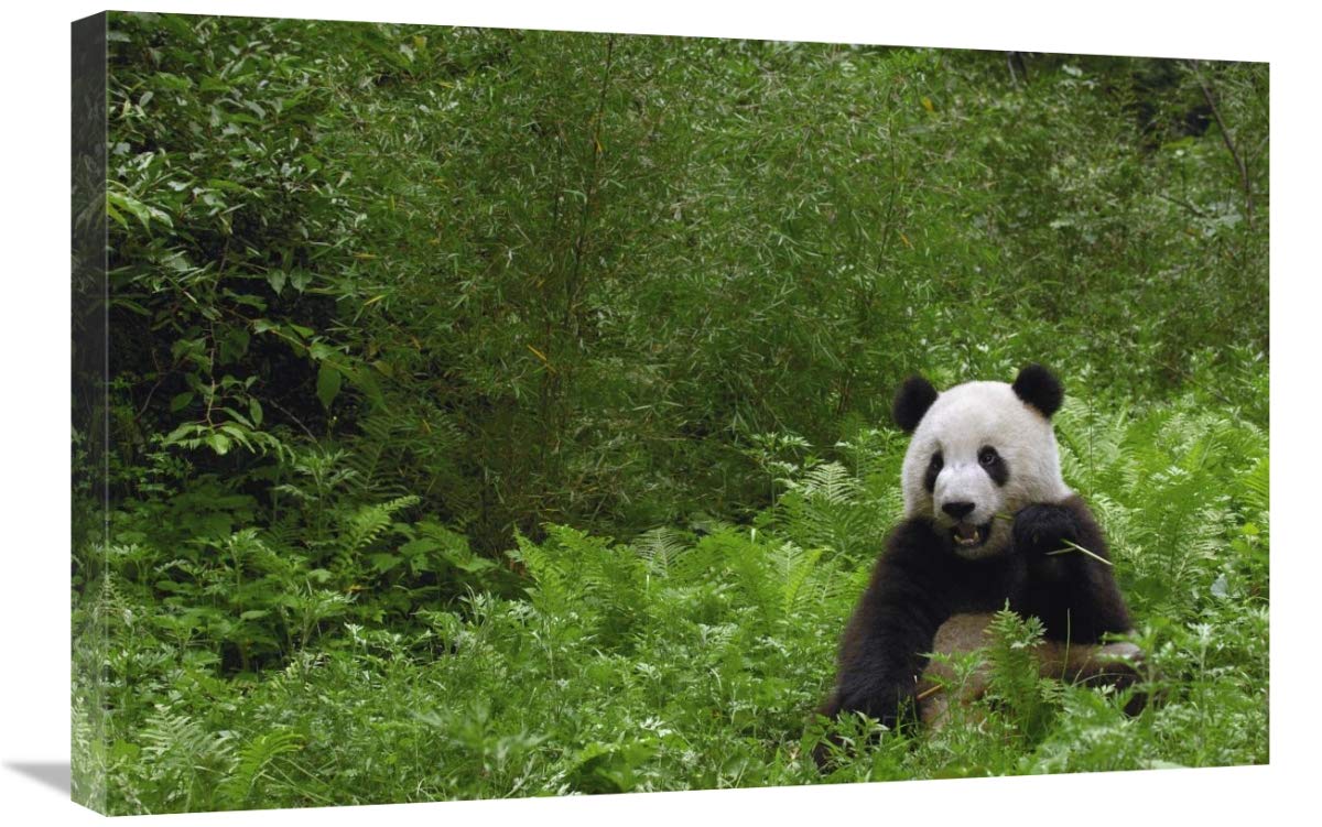 Giant Panda near bamboo grove, Wolong Reserve, Sichuan Province-Canvas Art-30x20”