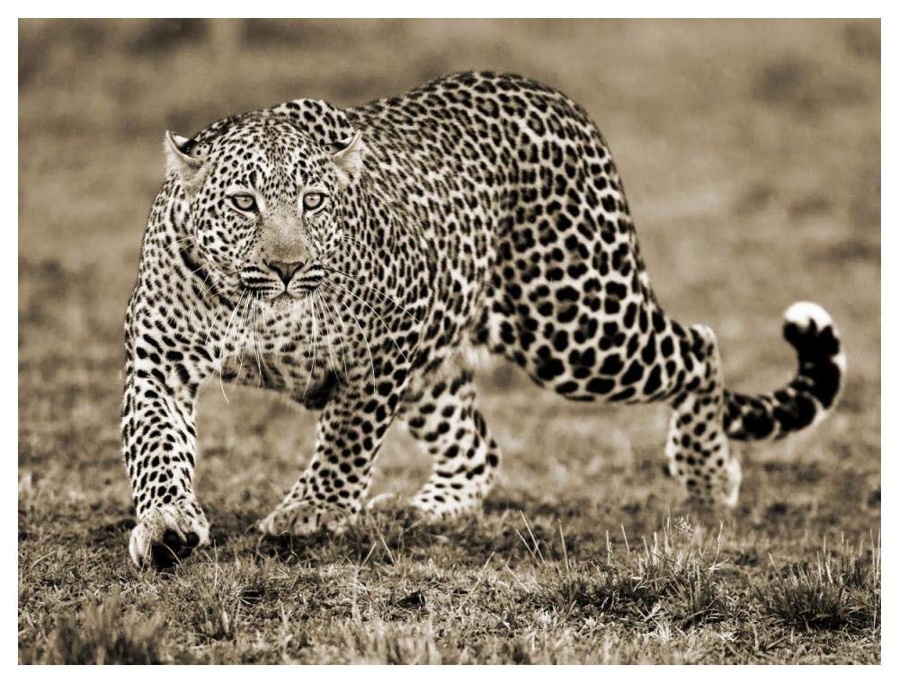 Leopard-Paper Art-50x38”