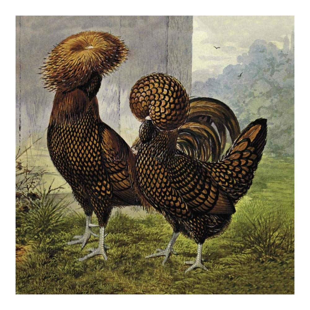 Chickens: Gold Spangled Polish-Paper Art-20x20”