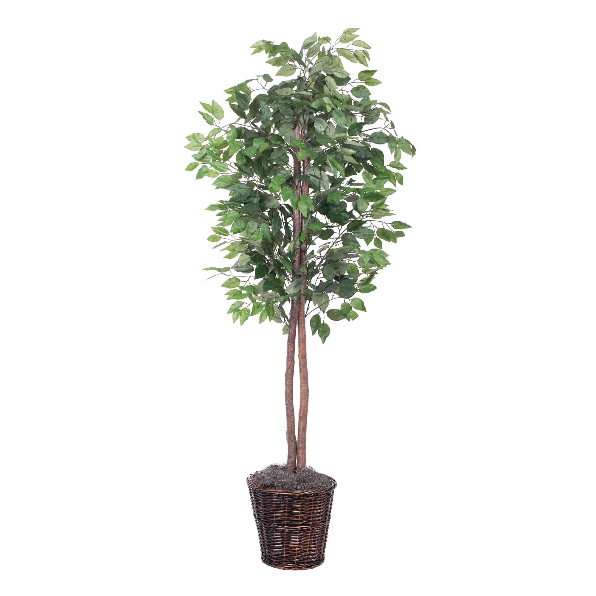 Casafoyer  6' Ficus tree - TEC0160 - (Pack Of 2)