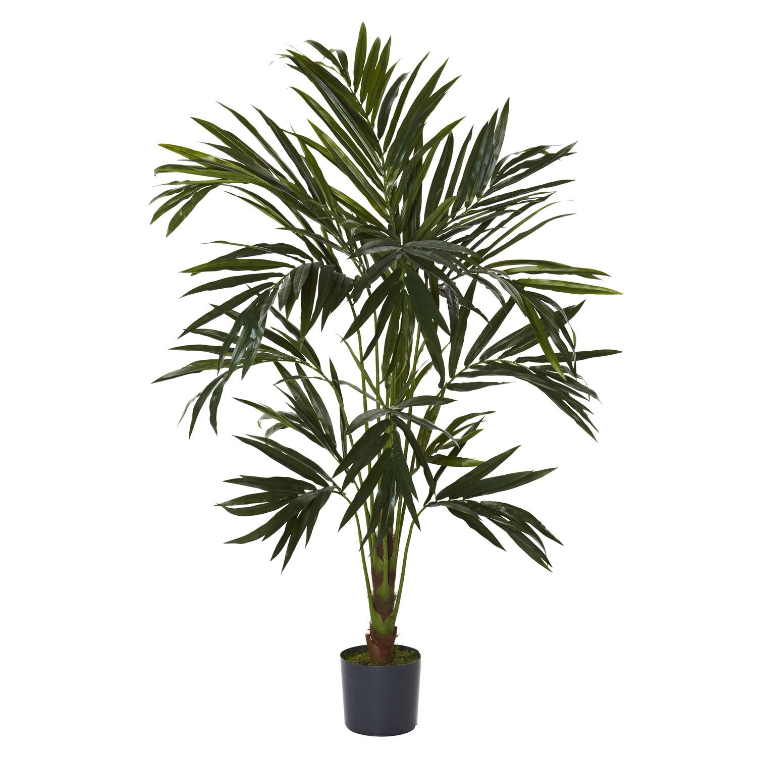 6 Kentia Silk Tree