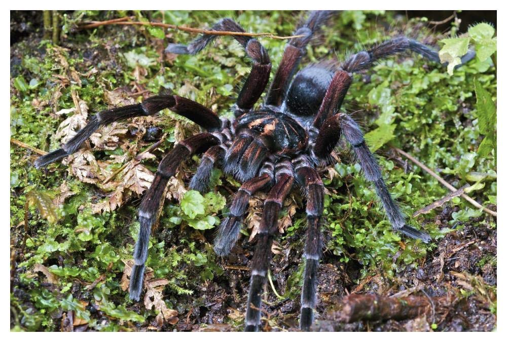 Tarantula male, Mindo, western slope of Andes, Ecuador-Paper Art-50x34”
