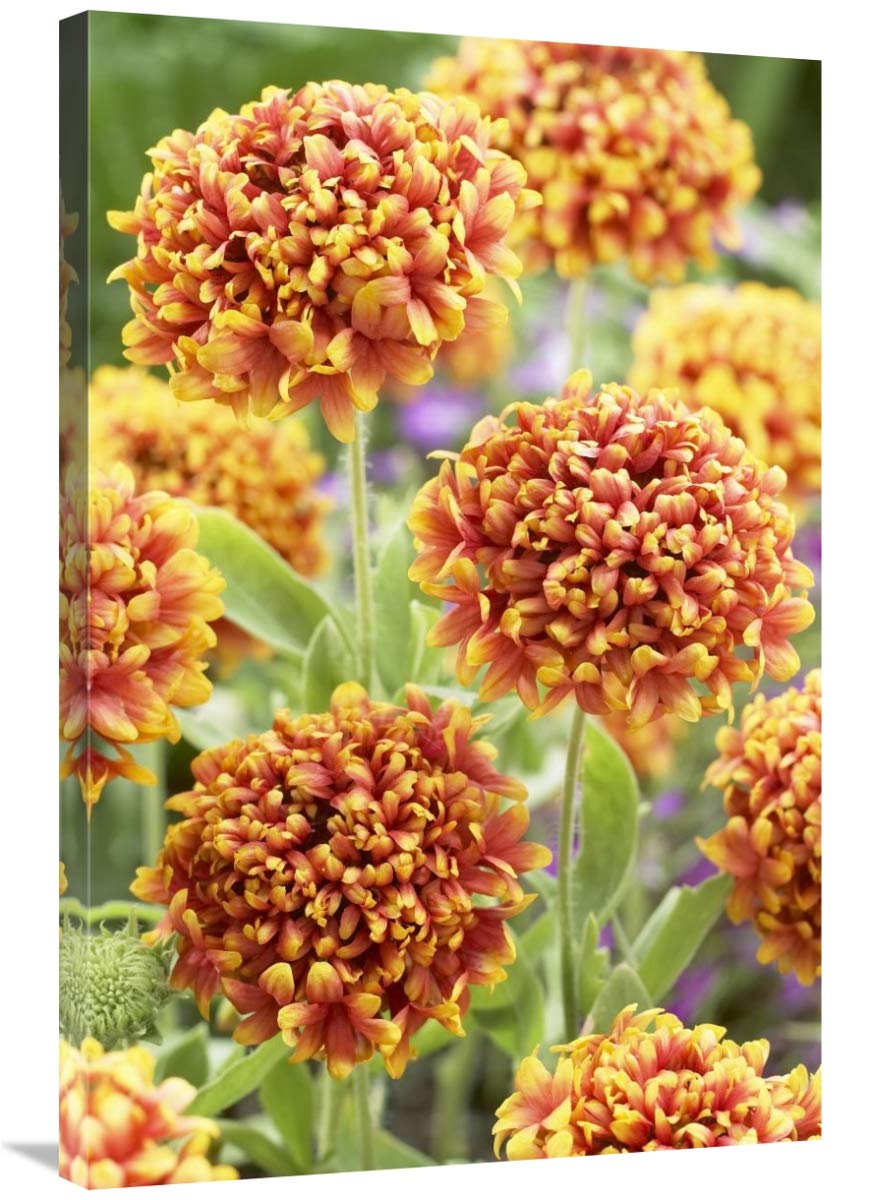 Blanketflower dakota reveille variety flowers-Canvas Art-24x36″