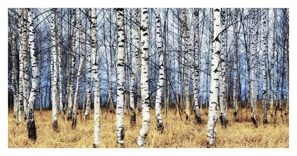 Birch grove in autumn-Paper Art-38x20”