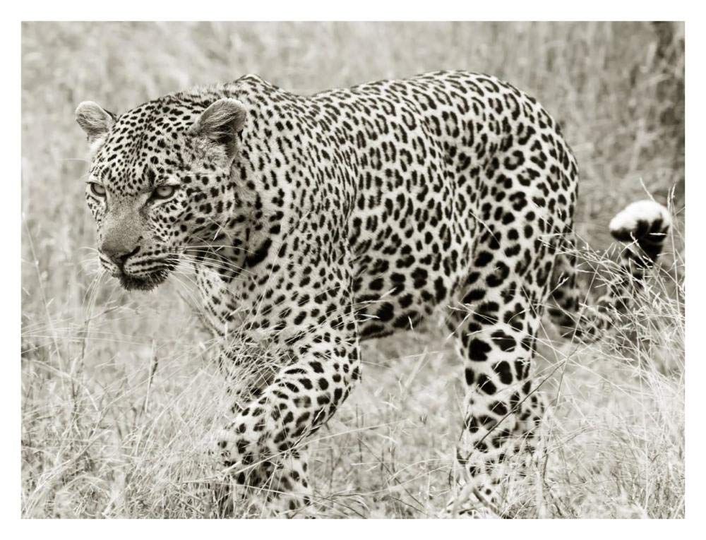 Leopard hunting-Paper Art-34x26”