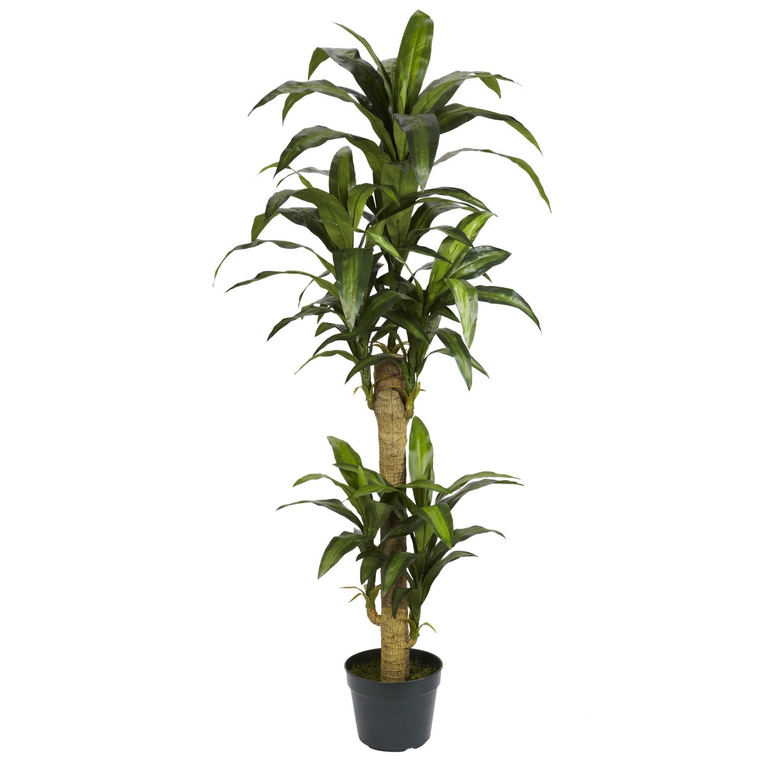 5 Yucca Silk Plant