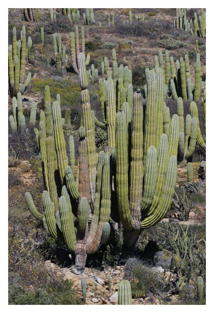 Cardon cacti, Santa Catalina Island, Sea of Cortez, Mexico-Paper Art-14x20”