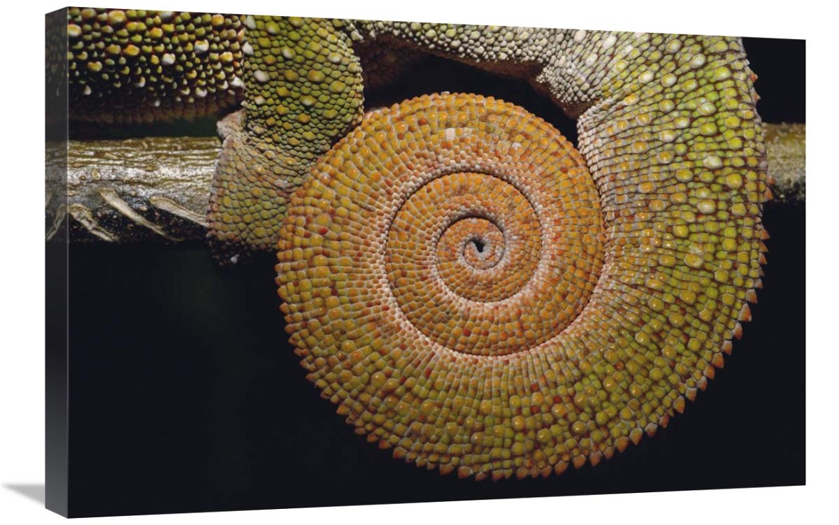 Panther Chameleon with tail curled in sleeping position, Madagascar-Canvas Art-30x20”