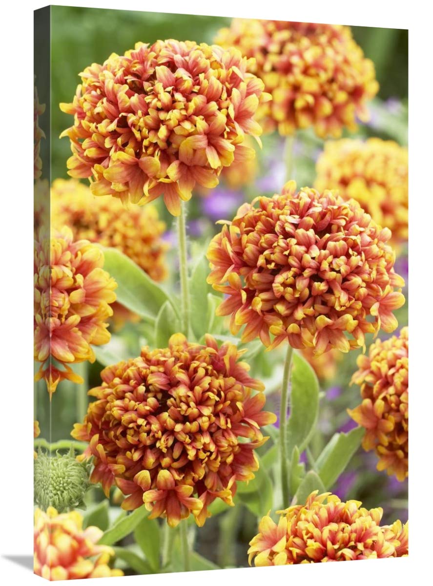 Blanketflower dakota reveille variety flowers-Canvas Art-20x30″