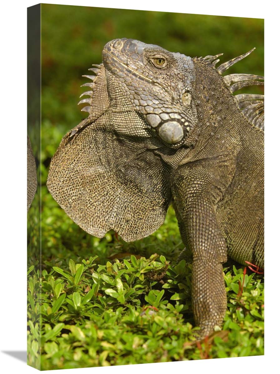 Green Iguana flaring dewlap in threat display, Seminario Park, Guayaquil, Ecuador-Canvas Art-16x24”