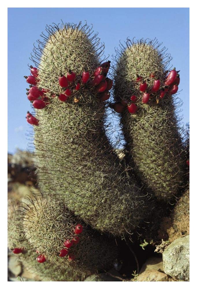 Fishhook Cactus in bloom, Santa Catalina Island, Sea of Cortez, Baja California, Mexico-Paper Art-14x20”