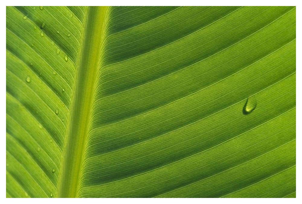 Banana close up of leaf with water droplets, Rwanda-Paper Art-50x34”
