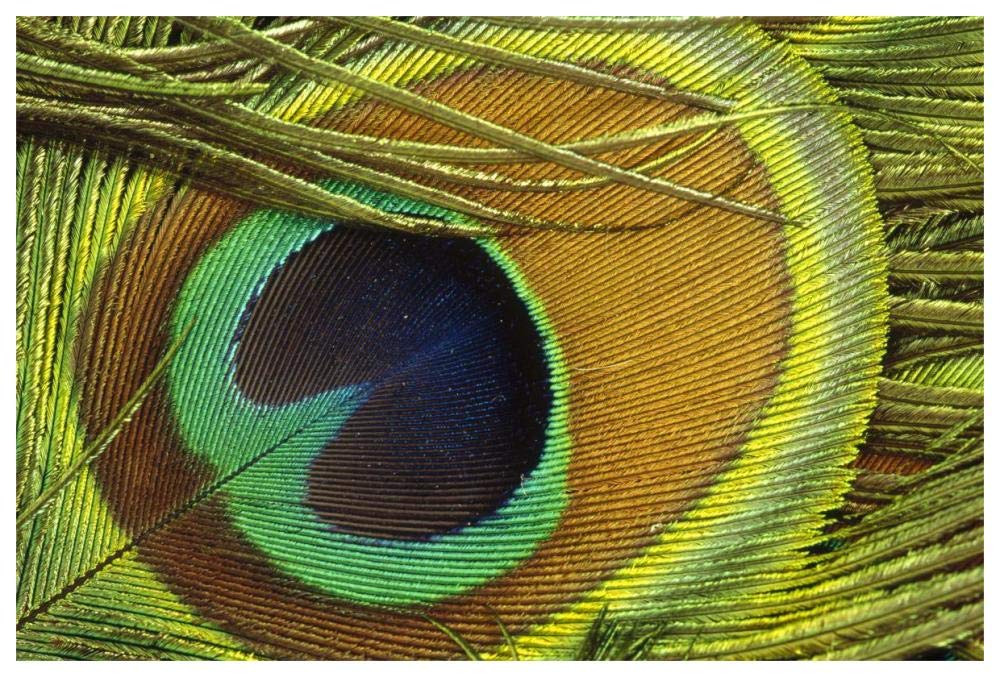 Indian Peafowl male display feathers, native to India and southeast Asia-Paper Art-62x42”