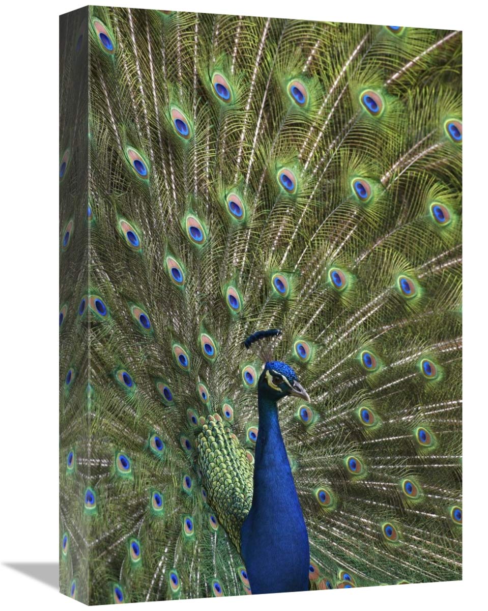 Indian Peafowl male with tail fanned out in courtship display-Canvas Art-12x18”