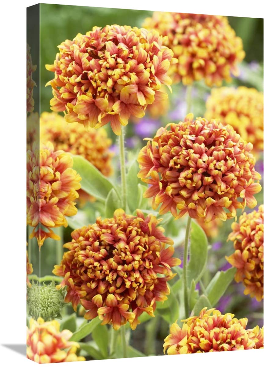 Blanketflower dakota reveille variety flowers-Canvas Art-16x24″