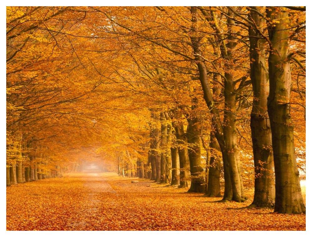 Woods in autumn-Paper Art-50x38”