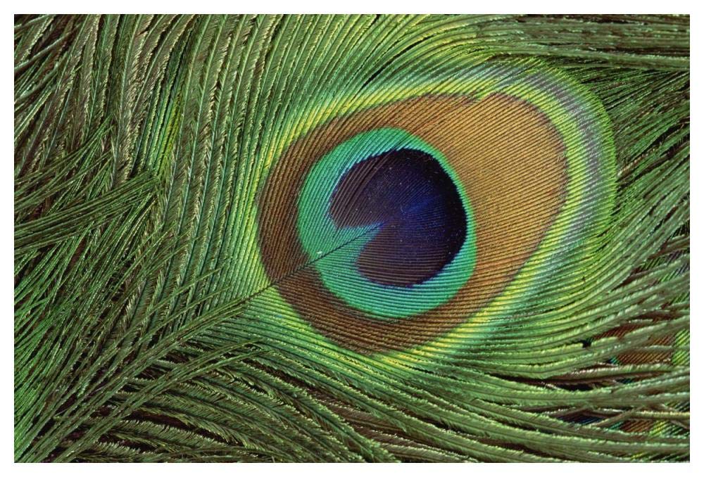 Indian Peafowl display feathers, India to southeast Asia-Paper Art-50x34”
