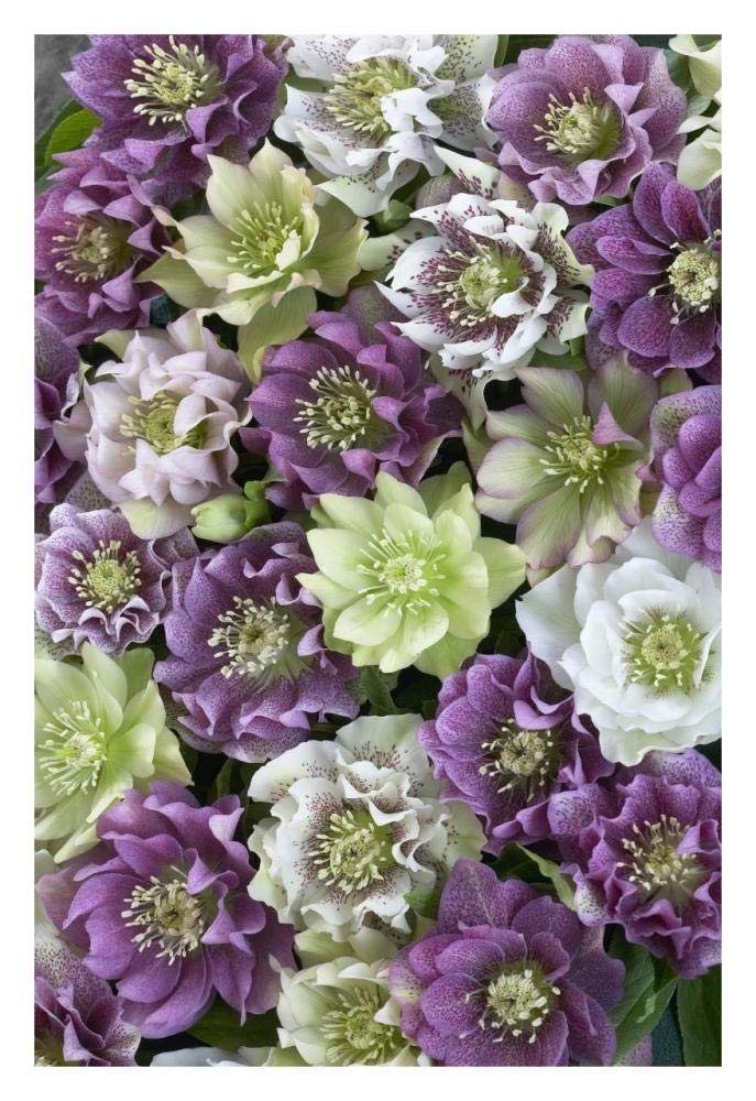 Hellebore flowers-Paper Art-22x32”