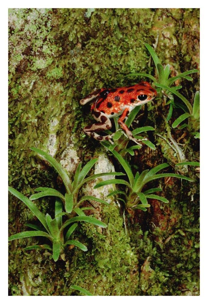 Strawberry Poison Dart Frog mother carries tadpole, Panama-Paper Art-26x38”