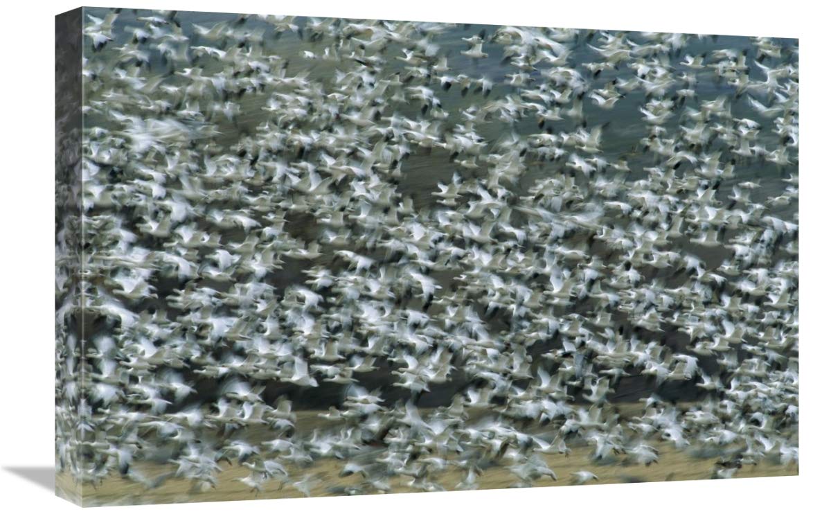 Snow Goose flock flying, Bosque del Apache NWR, New Mexico-Canvas Art-24x16”