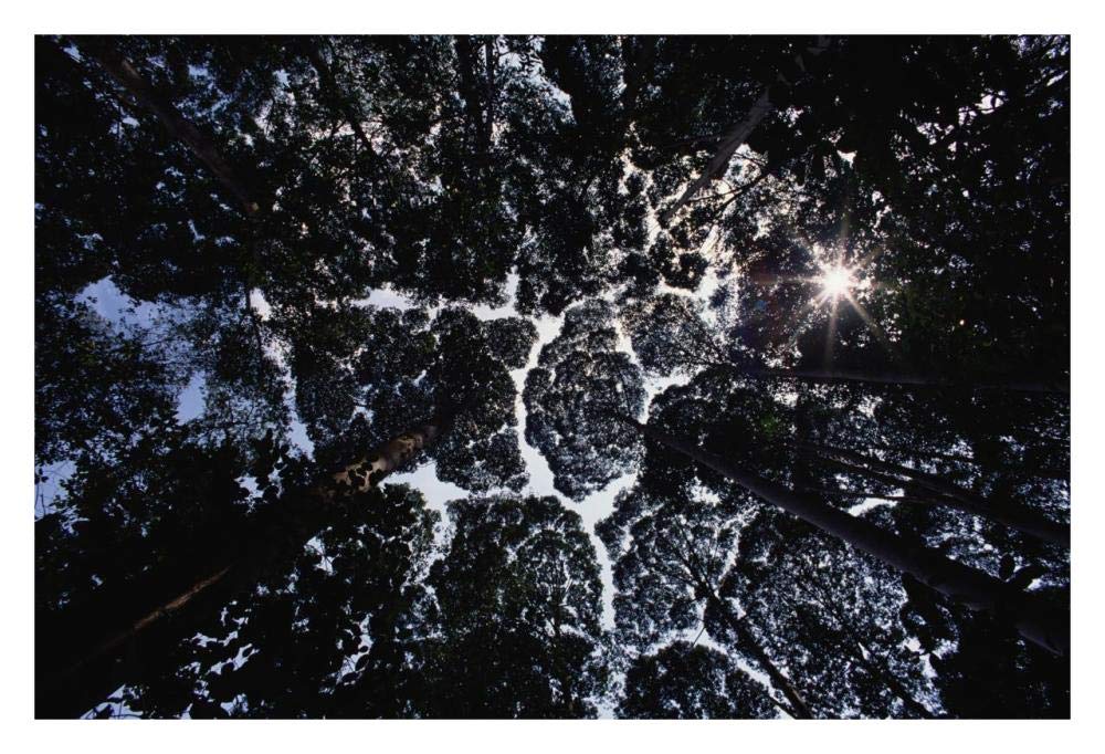Crown shyness, Selangor, Peninsular Malaysia-Paper Art-32x22”