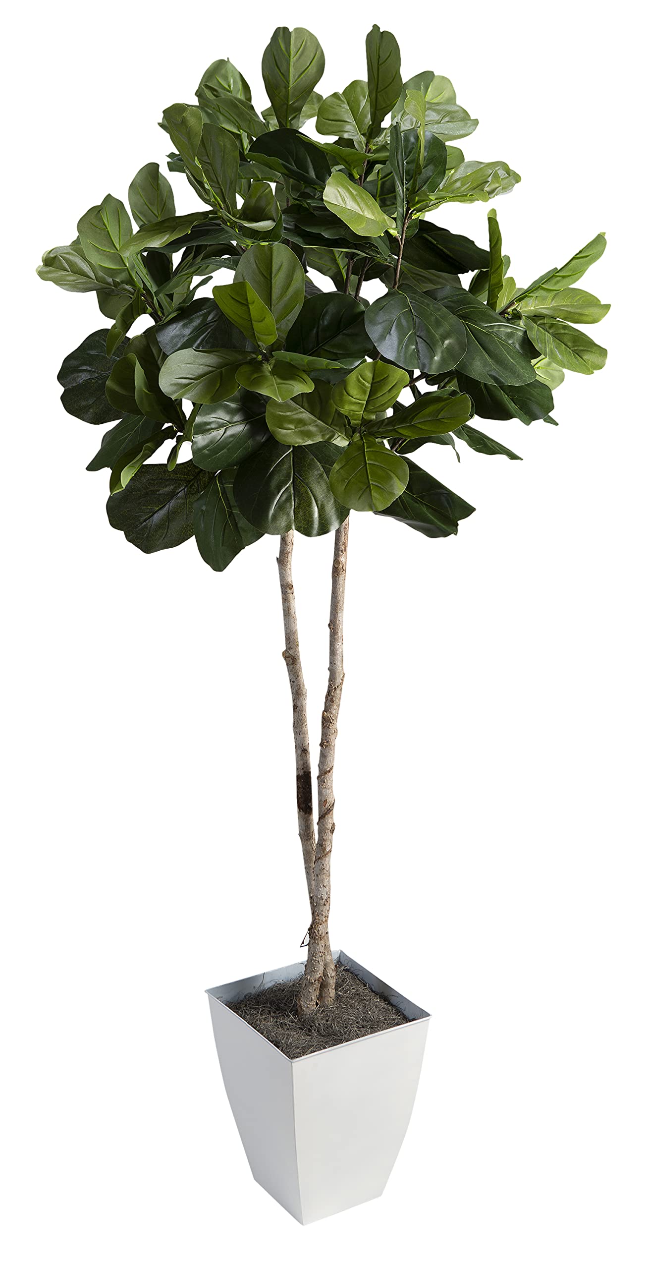 7 Fiddle Leaf Fig Tree in White Square Metal Planter